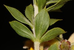 Aspalathus cytisoides