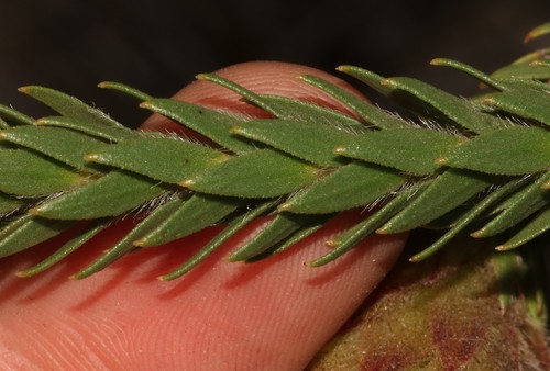 Image of Tileleaf Powderpuff (Sorocephalus imbricatus) by (c) Brian du Preez, some rights reserved (CC BY-SA)