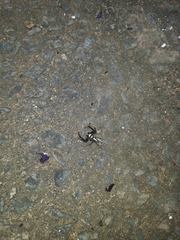 Thyene coccineovittata