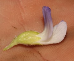 Psoralea ivumba