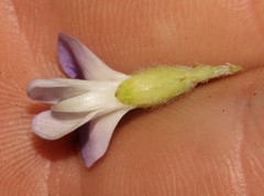 Psoralea ivumba