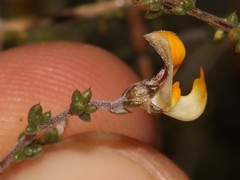 Aspalathus leptocoma