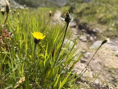 Hieracium alpinum