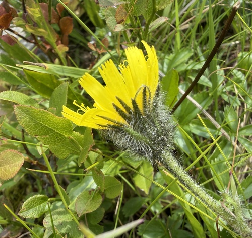 Hieracium alpinum, photograph 1