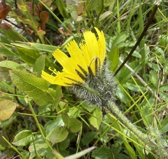 Hieracium alpinum, photograph (c) Katrin Simon, some rights reserved (CC BY)