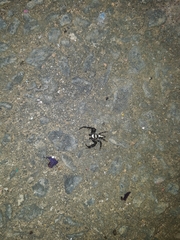 Thyene coccineovittata