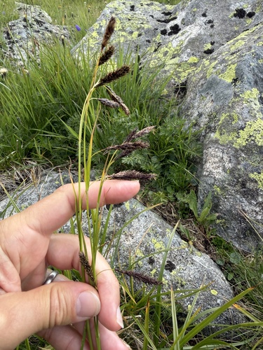 Carex frigida, photograph 4