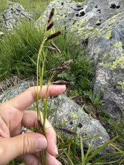 Carex frigida, photograph (c) Katrin Simon, some rights reserved (CC BY)