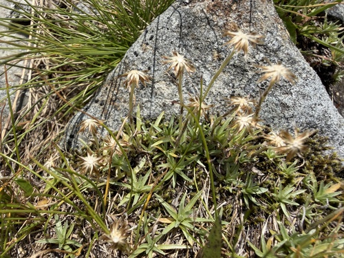 Omalotheca supina, photograph 6
