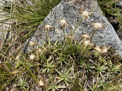 Omalotheca supina, photograph (c) Katrin Simon, some rights reserved (CC BY)