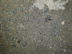 Thyene coccineovittata