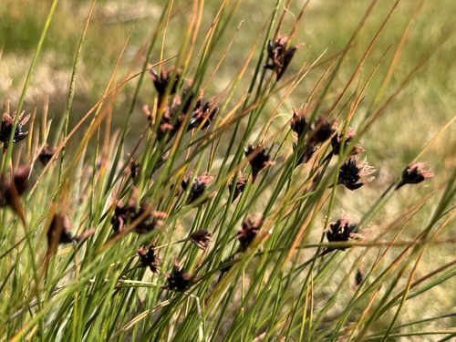 Juncus jacquinii, photograph 5