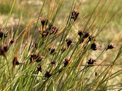 Juncus jacquinii, photograph (c) Katrin Simon, some rights reserved (CC BY)