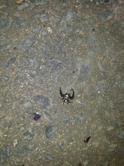 Thyene coccineovittata