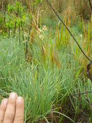 Tulbaghia