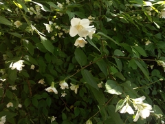 Philadelphus