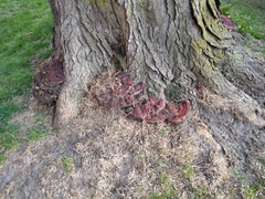 Ganoderma sessile