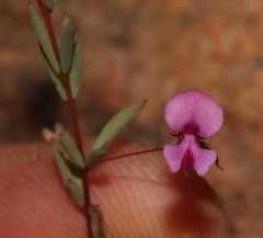 Indigofera filicaulis