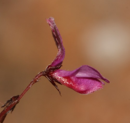Image of Indigofera filicaulis by (c) Brian du Preez, some rights reserved (CC BY-SA)