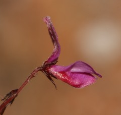 Indigofera filicaulis