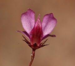 Indigofera filicaulis