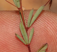 Indigofera filicaulis