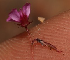 Indigofera filicaulis