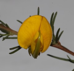 Aspalathus uniflora