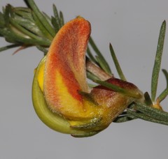 Aspalathus uniflora