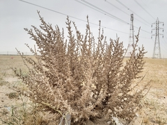 Cornulaca aucheri