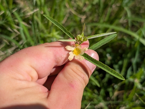 Sida spinosa observed 2026-08-07