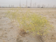 Haplophyllum tuberculatum