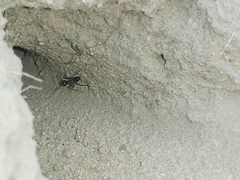 Cataglyphis adenensis