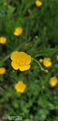 Ranunculus arvensis