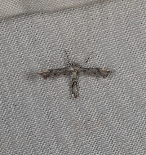 Platyptilia farfarellus, 2026-07-14