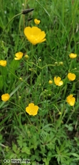 Ranunculus arvensis