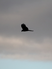 Milvus migrans