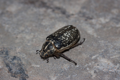 Polyphylla albertischulzi