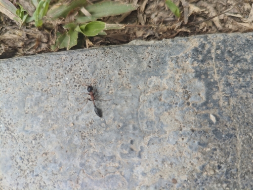 Arboreal Bicolored Slender Ant