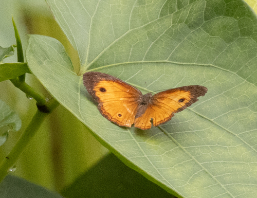 Mycalesis mehadeva