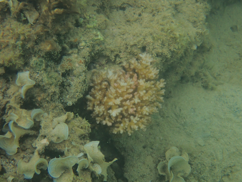 Pocillopora damicornis, 2026-08-07