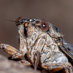 Cicada cretensis