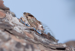 Cicada cretensis
