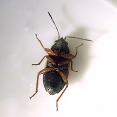 Trapezonotus dispar