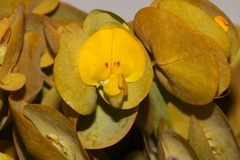 Rafnia amplexicaulis