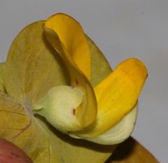 Rafnia amplexicaulis