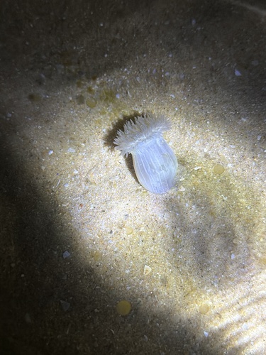 Calliactis polypus observed 2026-07-17