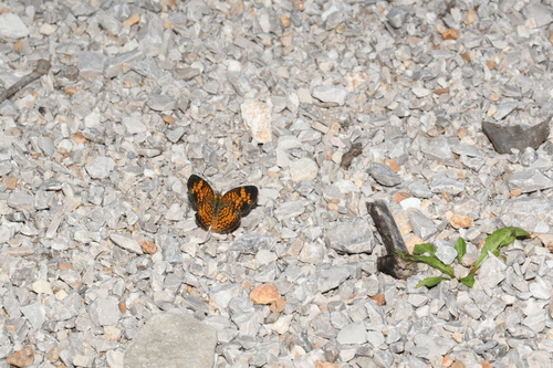 Pearl Crescent