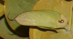 Rafnia amplexicaulis