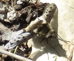 Bombylius albicapillus